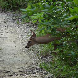 Big Pine Key Tipps, Big Pine Key Informationen, Big Pine Key Erfahrungen, Big Pine Key Empfehlungen, Big Pine Key Infos