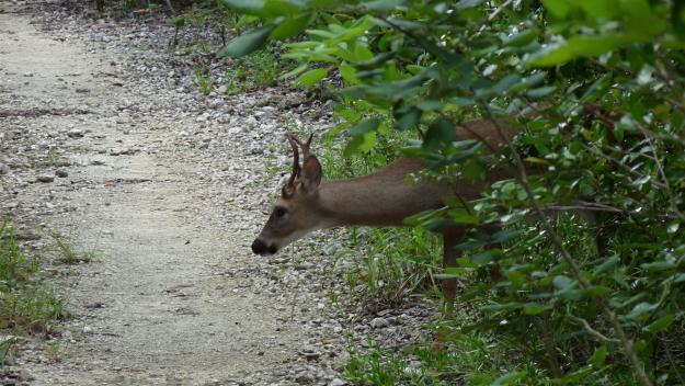 Lassen Sie sich von unseren Big Pine Key Tipps inspirieren, um Ihre Reise optimal zu planen und alle Highlights zu erleben. Big Pine Key Tipps, Big Pine Key Informationen, Big Pine Key Erfahrungen, Big Pine Key Empfehlungen, Big Pine Key Infos