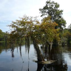 Wakulla Statepark Tipps, Wakulla Statepark Informationen, Wakulla Statepark Erfahrungen, Wakulla Statepark Empfehlungen, Wakulla Statepark Infos