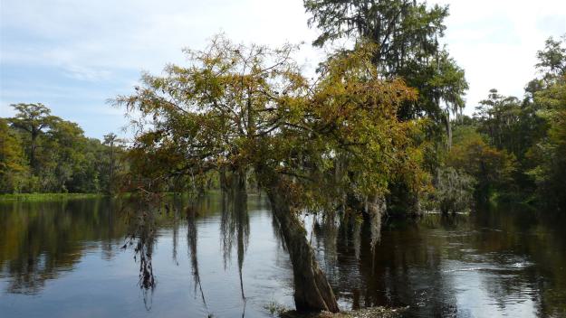 Wakulla Statepark Tipps, Wakulla Statepark Informationen, Wakulla Statepark Erfahrungen, Wakulla Statepark Empfehlungen, Wakulla Statepark Infos