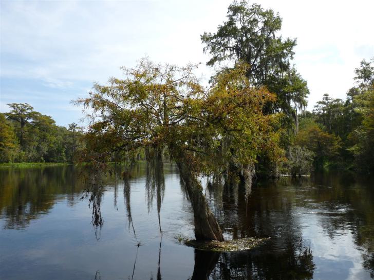 Wakulla Statepark